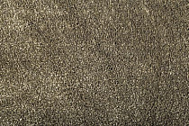 Ковролин Condor Carrera 40 фото 1 | FLOORDEALER